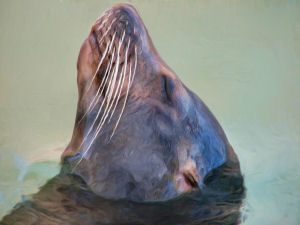 Sea Lion