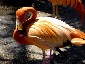 Flamingo