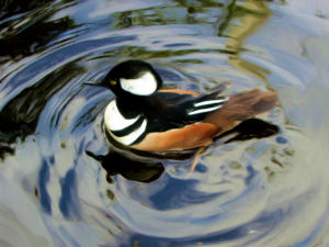 Wood Duck
