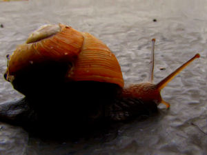 Snail