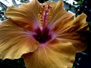 Orange Hibiscus