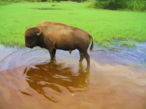 Buffalo