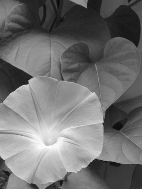Morning Glory Vine, Sisters Garden, Inniswood, Westerville, Ohio