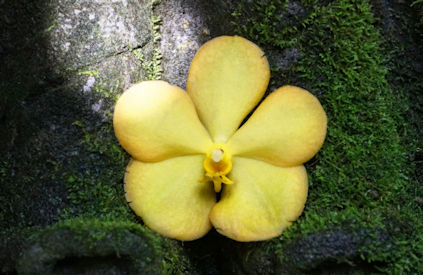 Marie Selby Botannical Gardens