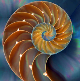 CHambered Nautilus Shell